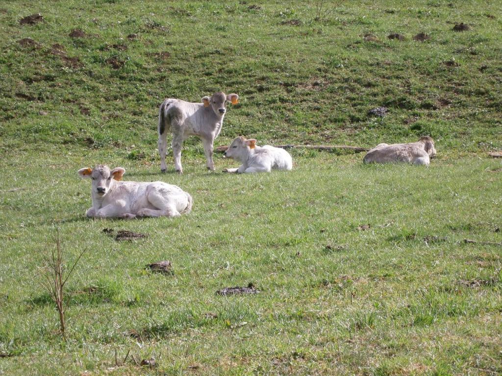 Turisme Rural Lo Palle De Cal Bosch Llagunes Dış mekan fotoğraf